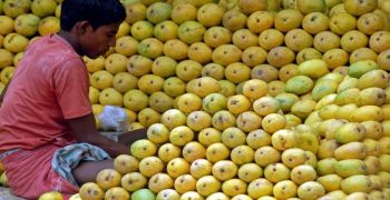 First Indian mangoes shipped to Europe by sea