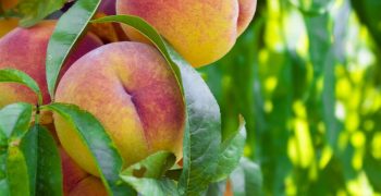 Taiwan’s peach crop contracts 25%