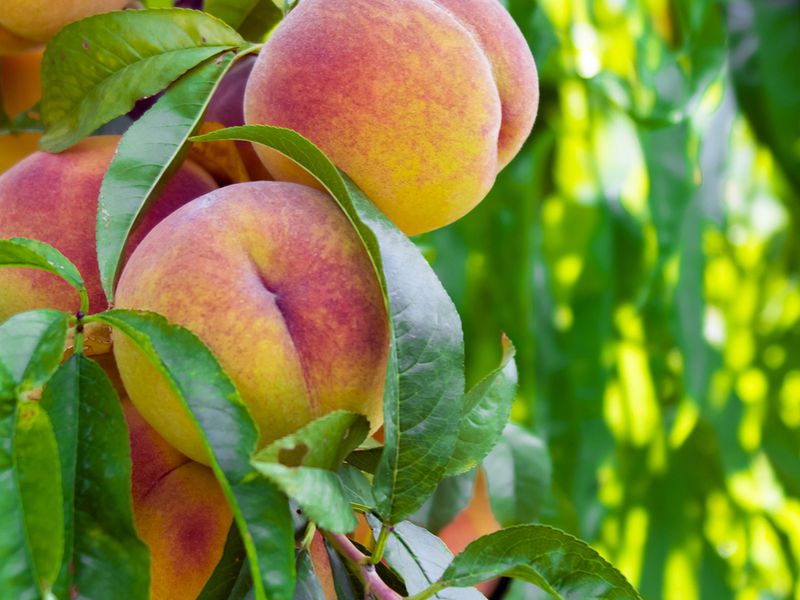Taiwan’s peach crop contracts 25%