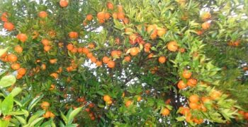 Spanish citrus sector appeals to supermarkets not to buy South African citrus