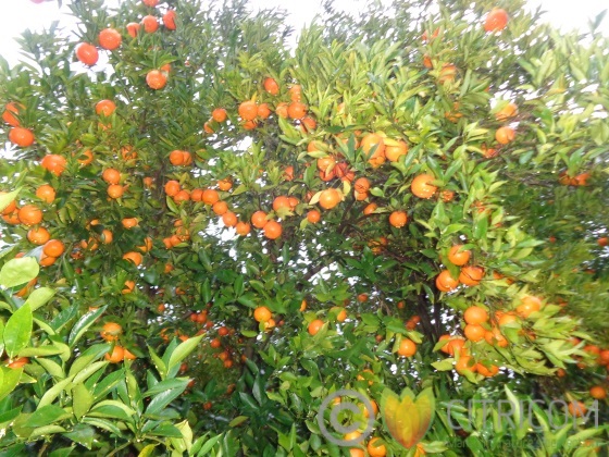 Spanish citrus sector appeals to supermarkets not to buy South African citrus