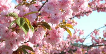 Japan’s cherry production continues to fall