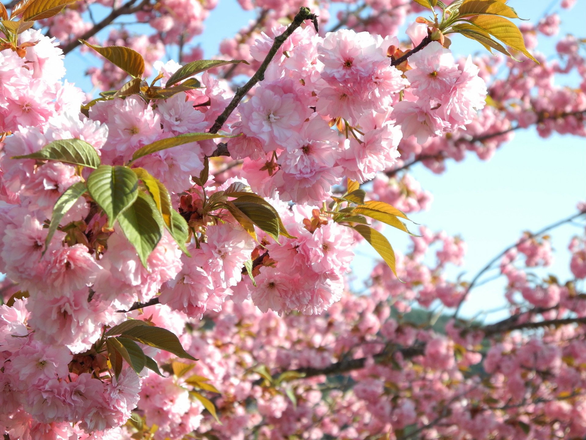 Japan’s cherry production continues to fall