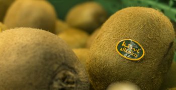 Kiwi Atlántico to begin harvesting in early November