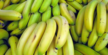 Risks of fusarium wilt spreading among Philippine bananas