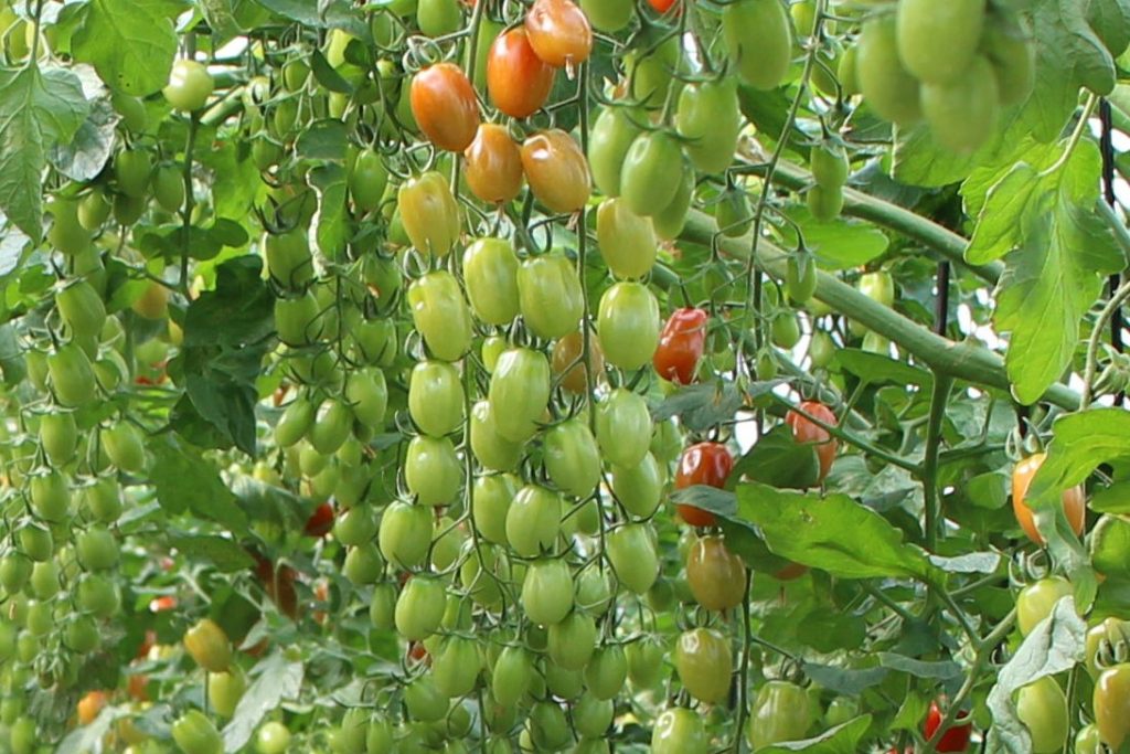 Increase in Spanish tomato crop