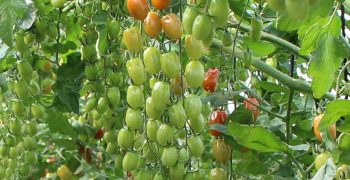 Increase in Spanish tomato crop
