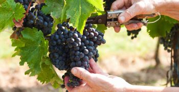 Australia prepares for record grape harvest