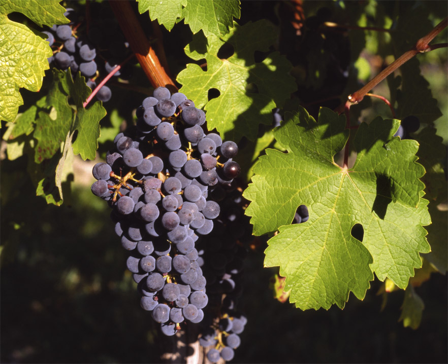 EU grape crop production continues to fall