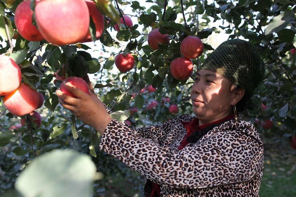 Chinese apple exports rebound as EU struggles