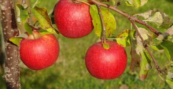 New Zealand-China FTA allows record exports of apples and pears