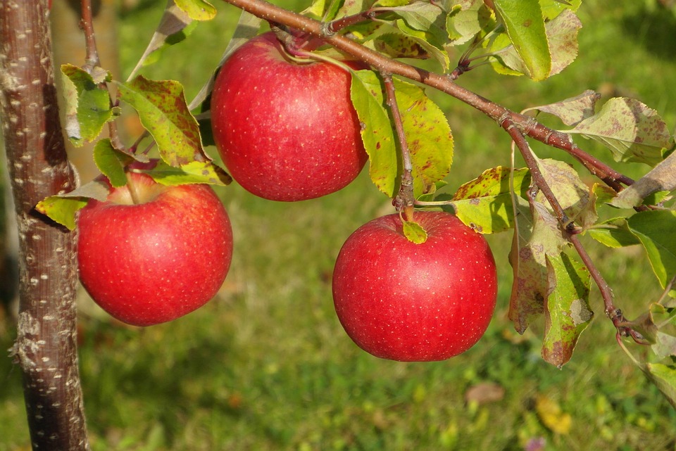 New Zealand-China FTA allows record exports of apples and pears