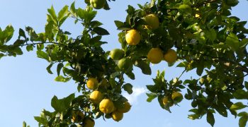 Argentine lemons to land in China finally