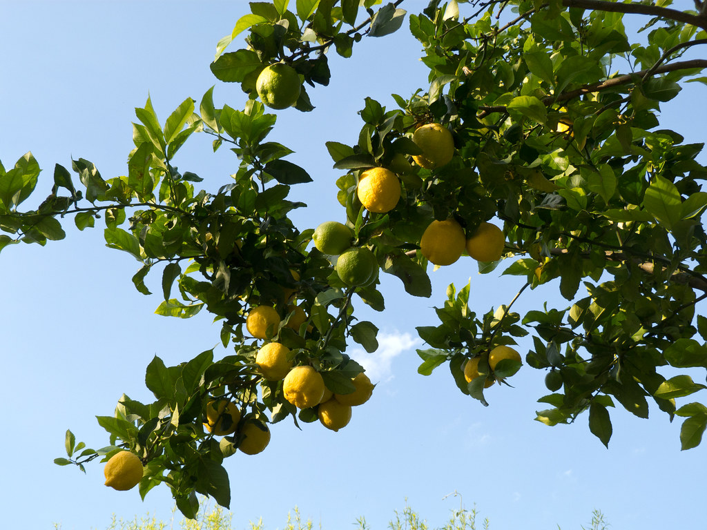 Argentine lemons to land in China finally