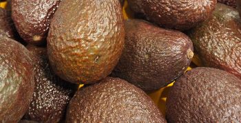 Avocado thieves strike Malaga’s producers