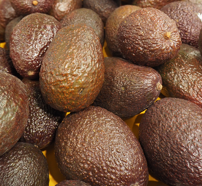 Avocado thieves strike Malaga’s producers, credit: Alexandra Sautois, Eurofresh Distribution