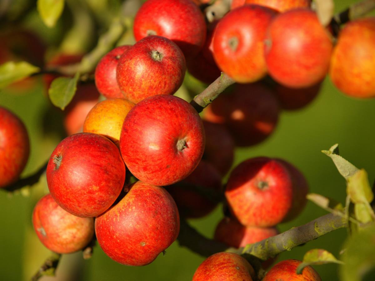 China and EU experience contrasting apple crops, credit: Calvados Tourisme (calvados-tourisme.com)