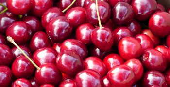 Chilean cherries now take just 30 hours to reach China 