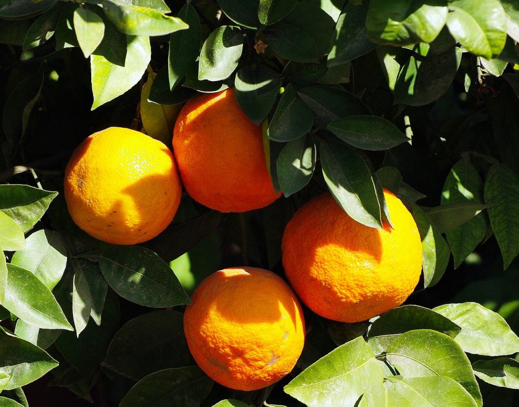 Troubling times for Moroccan citrus 