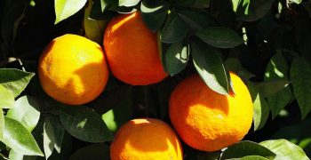 Troubling times for Moroccan citrus
