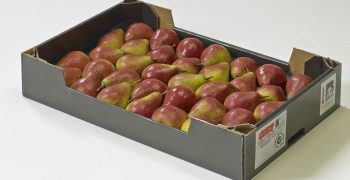 Flow of Belgian and Dutch pears into China