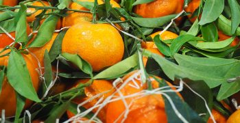 South Africa’s soft citrus crops defy expectations
