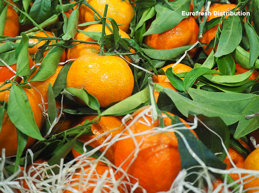 South Africa’s soft citrus crops defy expectations, credit image: Alexandra Sautois, Eurofresh Distribution