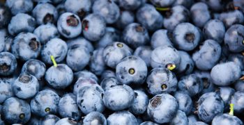 Peru increases blueberry exports ten-fold in seven years 