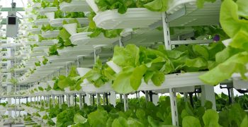 Urban vertical farming facility to be built in Australia