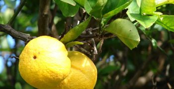 WCO to represent 70% of citrus producing countries