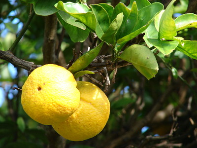 WCO to represent 70% of citrus producing countries, ct. Forest and Kim Starr, Flickr