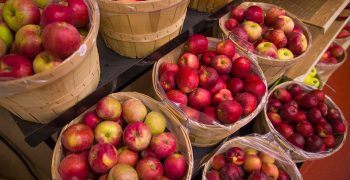EU apple prices recover in 2019/20