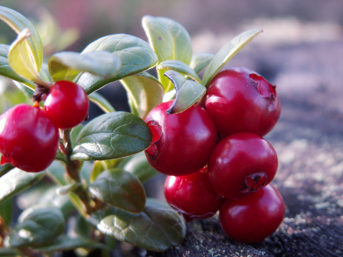 Bilberries - Russian growers of berries will discuss the berry market outlook at Berries of Russia conference