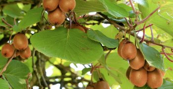 Positive year expected to New Zealand kiwi