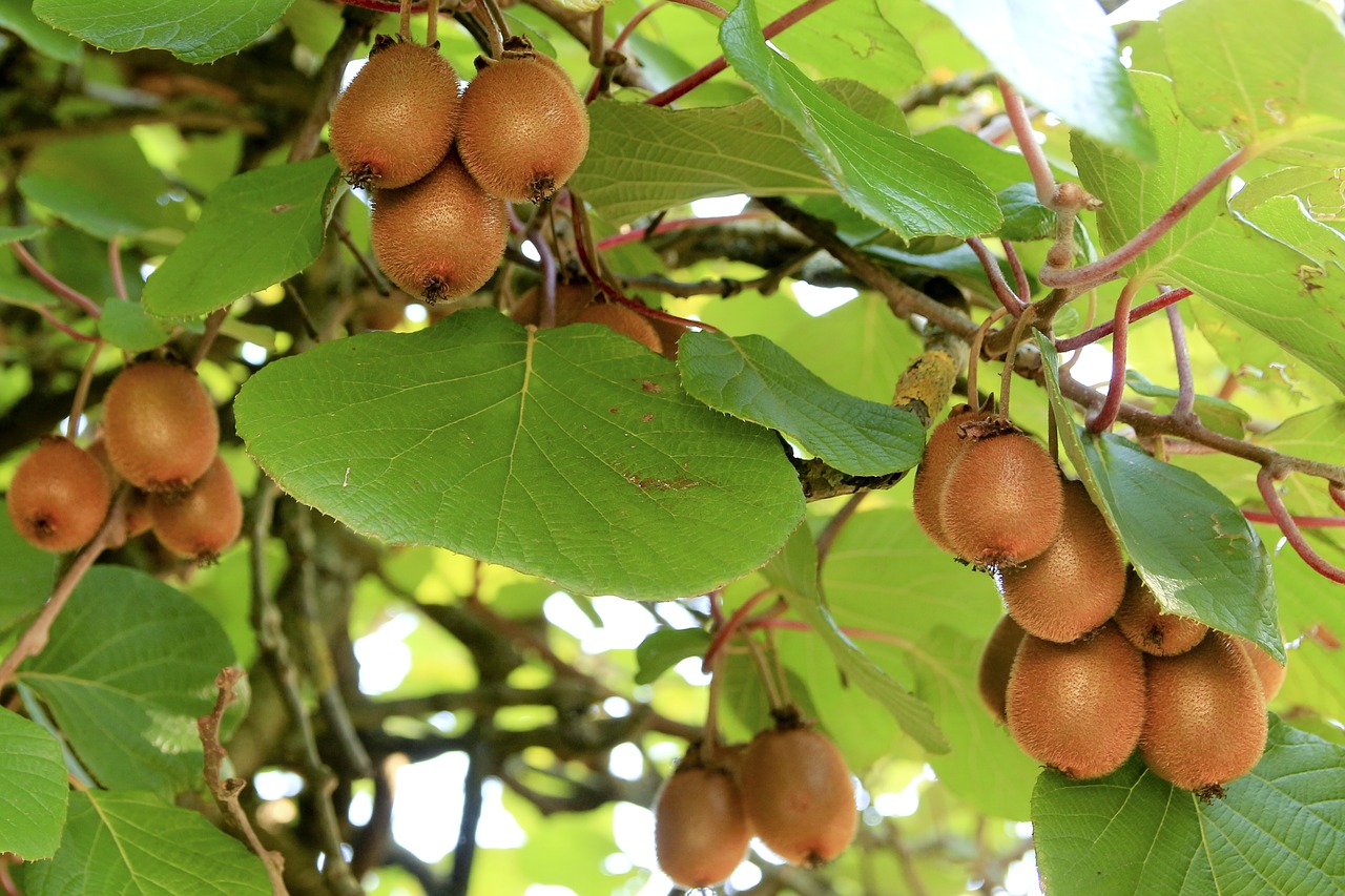 Concerns over how to market bumper New Zealand kiwi crop 