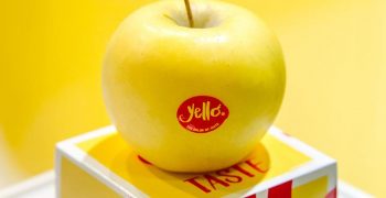 YELLO® apple lands in Australia