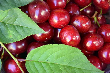 Ele.me ensures Chilean cherries are at heart of Chinese New Year Celebrations