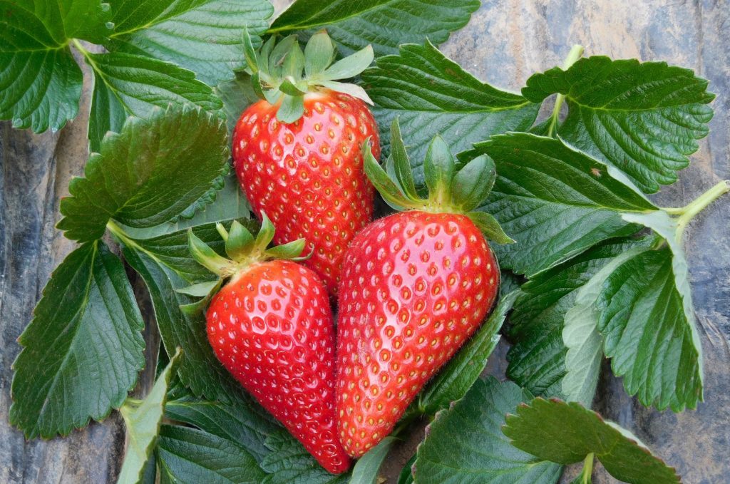 Parthenope®, the new CIV low-chill strawberry variety