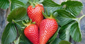 Parthenope®, the new CIV low-chill strawberry variety