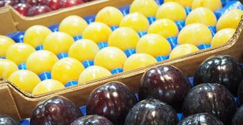 Spanish stone fruit sector under immense pressure