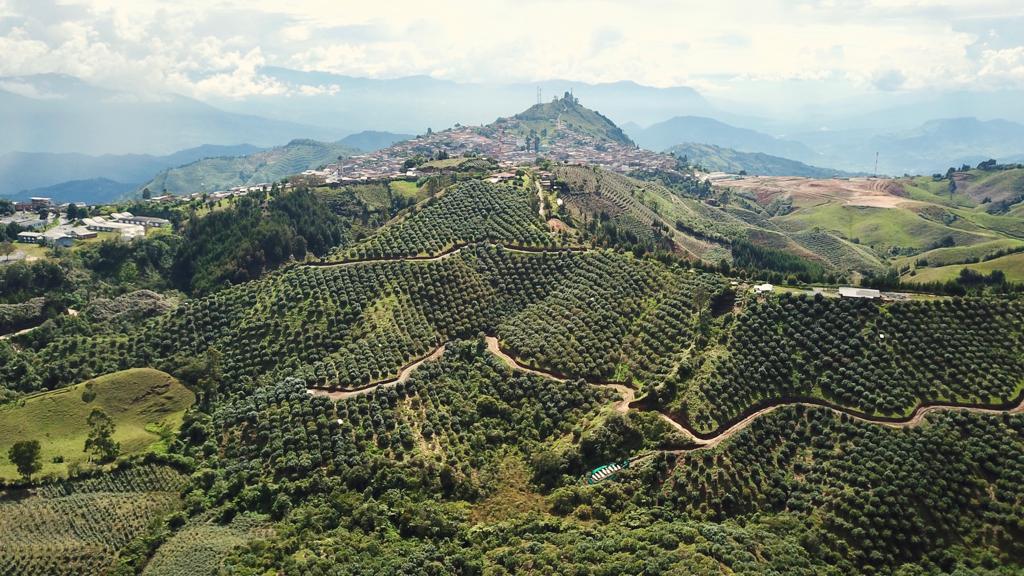 Colombia works to increase sustainable Hass avocado production