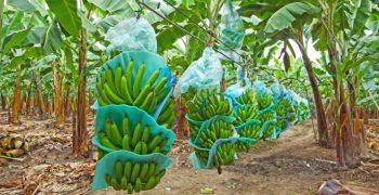 Ecuador’s banana imports slip in 2021