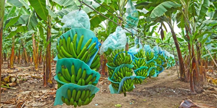 Ecuador’s banana imports slip in 2021