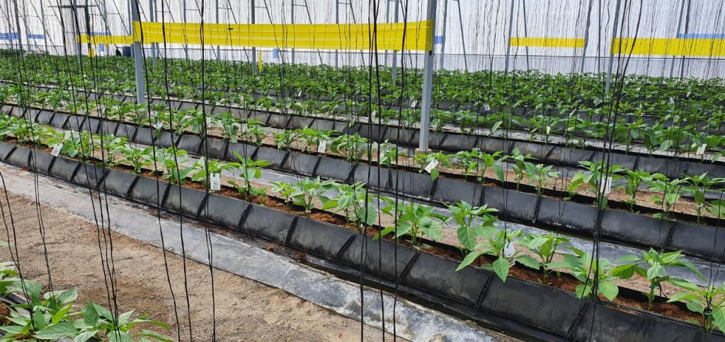 Promising start to IPM programme in Dominican Republic peppers