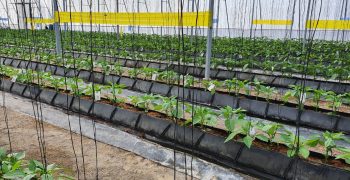 Promising start to IPM programme in Dominican Republic peppers