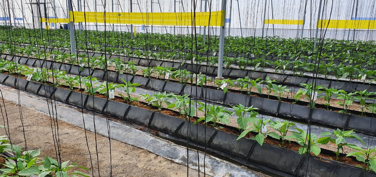 Promising start to IPM programme in Dominican Republic peppers