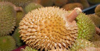 Source of durian’s stink identified