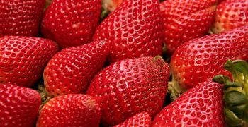 Spain’s berry sector calls for help from unemployed 