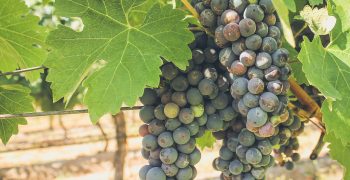 Chile’s grape exporters turn disaster into success