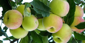 Kashmir’s apple crop up 5%